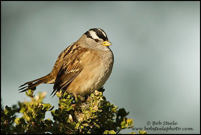 White-crowned Sparrow (Zonotrichia leucophrys)