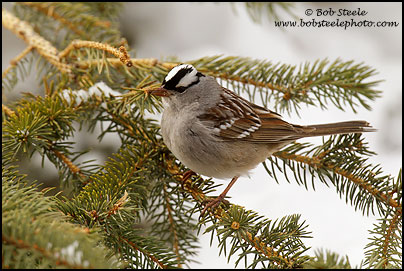 White-crowned Sparrow (Zonotrichia leucophrys)