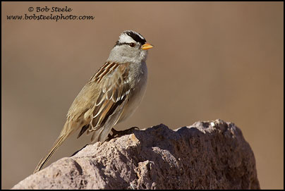 White-crowned Sparrow (Zonotrichia leucophrys)