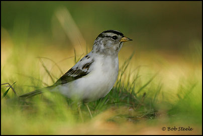 White-crowned Sparrow (Zonotrichia leucophrys)