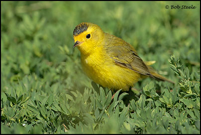Wilson's Warbler (Wilsonia pusilla)