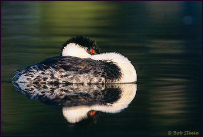 Western Grebe (Aechmophorus occidentalis)