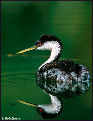 Western Grebe (Aechmophorus occidentalis)