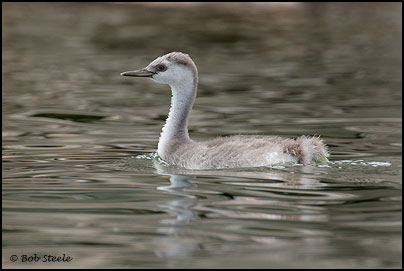 Western Grebe (Aechmophorus occidentalis)