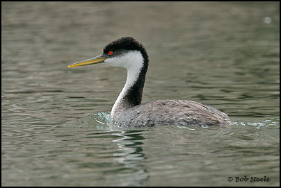Western Grebe (Aechmophorus occidentalis)