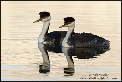 Western Grebe (Aechmophorus occidentalis)