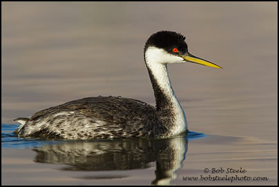Western Grebe (Aechmophorus occidentalis)