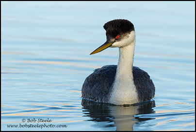 Western Grebe (Aechmophorus occidentalis)