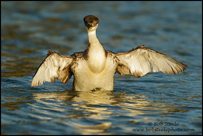 Western Grebe (Aechmophorus occidentalis)