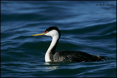 Western Grebe (Aechmophorus occidentalis)
