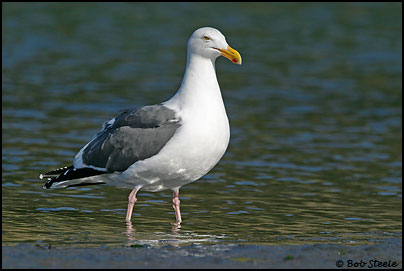 Western Gull (Larus occidentalis)