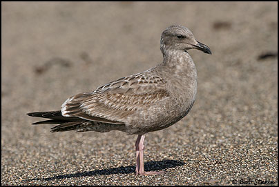 Western Gull (Larus occidentalis)