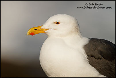 Western Gull (Larus occidentalis)