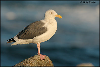 Western Gull (Larus occidentalis)