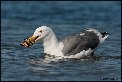 Western Gull (Larus occidentalis)