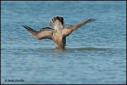 Western Gull (Larus occidentalis)