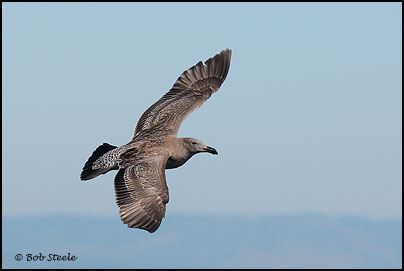 Western Gull (Larus occidentalis)