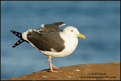 Western Gull (Larus occidentalis)