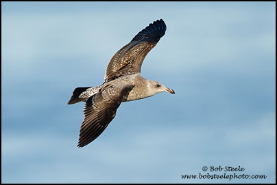 Western Gull (Larus occidentalis)