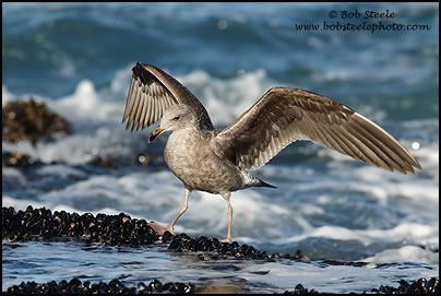 Western Gull (Larus occidentalis)