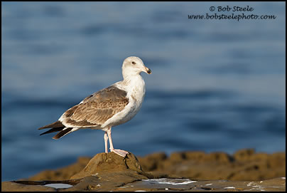 Western Gull (Larus occidentalis)