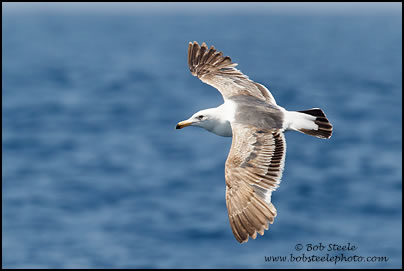 Western Gull (Larus occidentalis)