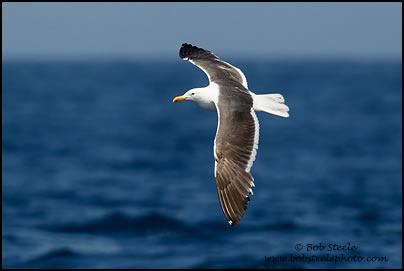 Western Gull (Larus occidentalis)