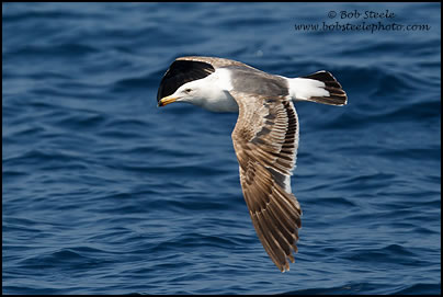 Western Gull (Larus occidentalis)