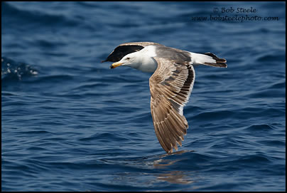 Western Gull (Larus occidentalis)