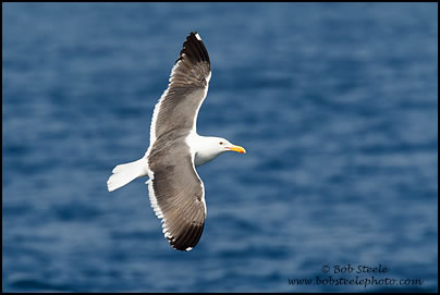 Western Gull (Larus occidentalis)