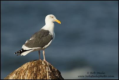 Western Gull (Larus occidentalis)