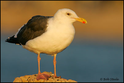 Western Gull (Larus occidentalis)