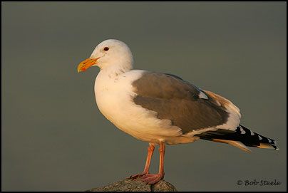 Western Gull (Larus occidentalis)