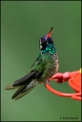 White-eared Hummingbird (Hylocharis leucotis)