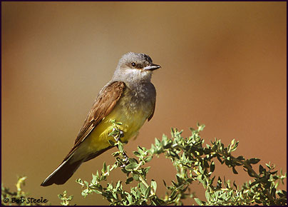 Western Kingbird (Tyrannus verticalis)