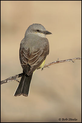 Western Kingbird (Tyrannus verticalis)