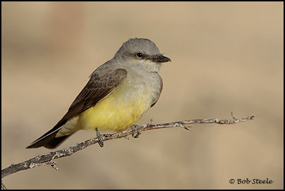 Western Kingbird (Tyrannus verticalis)