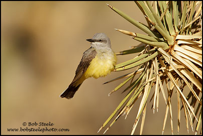 Western Kingbird (Tyrannus verticalis)