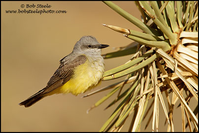 Western Kingbird (Tyrannus verticalis)