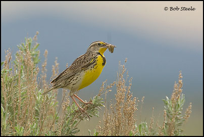 Western Meadowlark (Sturnella neglecta)