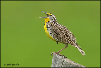 Western Meadowlark (Sturnella neglecta)