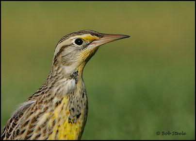 Western Meadowlark (Sturnella neglecta)