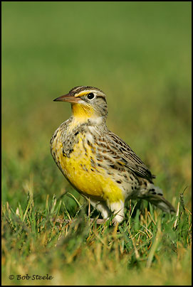 Western Meadowlark (Sturnella neglecta)