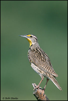 Western Meadowlark (Sturnella neglecta)