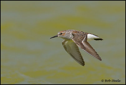 Western Sandpiper (Calidris mauri)