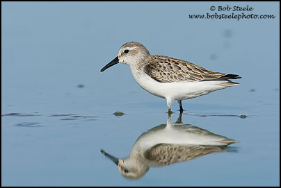 Western Sandpiper (Calidris mauri)