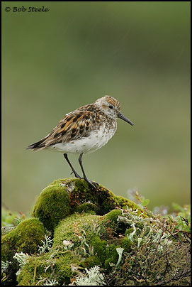Western Sandpiper (Calidris mauri)