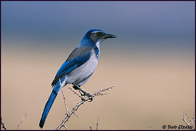 Western Scrub-Jay (Aphelocoma californica)