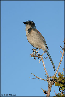 Western Scrub-Jay (Aphelocoma californica)