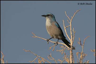 Western Scrub-Jay (Aphelocoma californica)